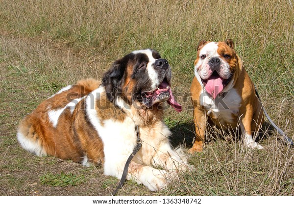 Laying down in a field on a hot summer\'s day,\
Gracie our Saint Bernard along with our son\'s dog Leland, a young\
British Bulldog, both take a break during a sponsored walk for a\
local animal charity.