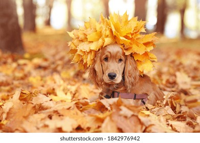 Laying English Spaniel Wearing Autumn Leafs Crown