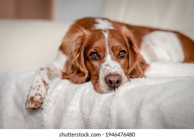 Laying happy dog on a sofa couch at home. Purebred welsh springer spaniel healthy dog. - Shutterstock ID 1946476480