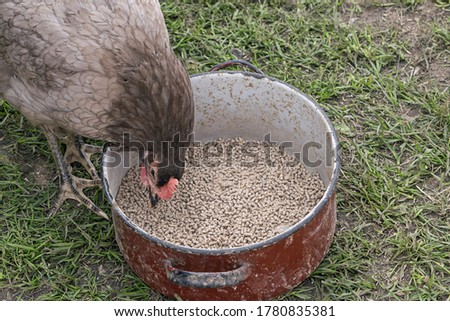 Similar – Image, Stock Photo corn hen Laying hen