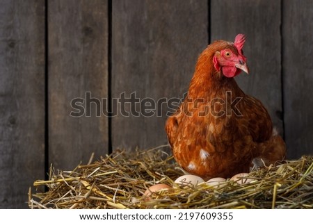 laying hen looking at the camera and hatching eggs in nest of straw inside a wooden chicken coop
