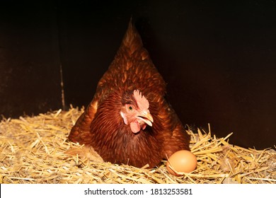 Laying Hen In Its Straw Nest With An Egg