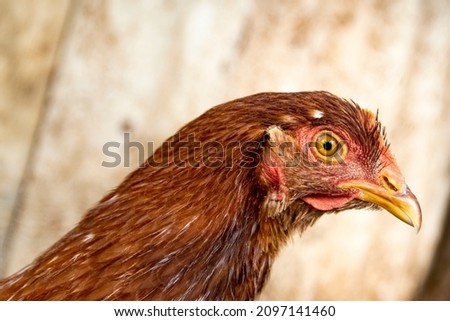 Laying hen, vectorize hen peril
