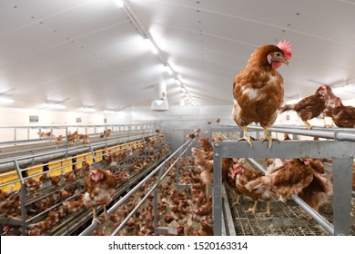Laying hens in aviary and outdoors in a hen house
				