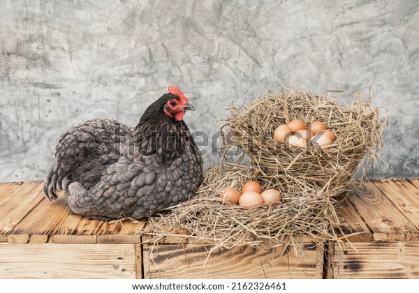 Laying hens Blue australorp chicken on a wooden\
floor with many eggs on a straw in a basket and background bare\
plaster or loft style.