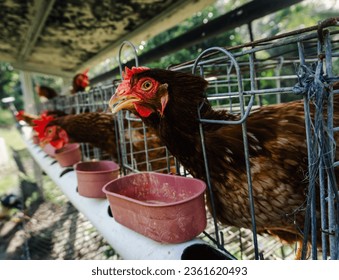 laying hens are bred, these chickens are the Rhode Island Red type which breeders generally breed to produce eggs for consumption - Shutterstock ID 2361620493