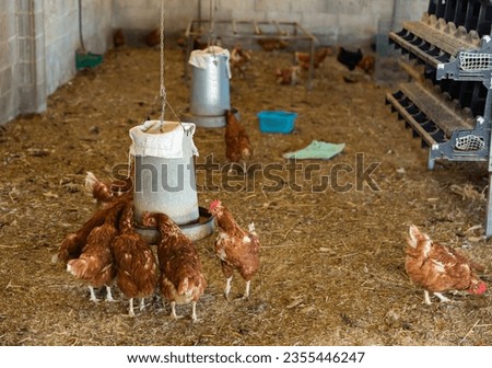 Laying hens drink water from an automatic drinker in a chicken coop