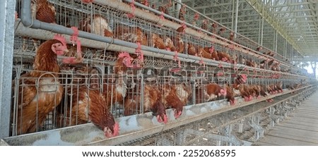 laying hens eating corn in a battery cage