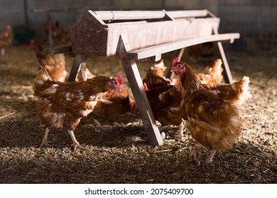 Laying hens next to basket full of fresh eggs in a chicken coop - Shutterstock ID 2075409700