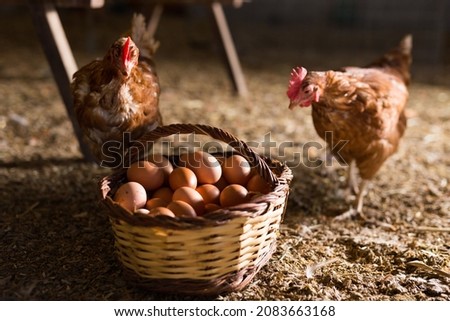 Laying hens next to basket full of fresh eggs in a chicken coop