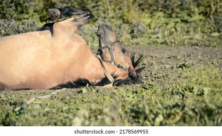 laying  horse local breed  on pasture.  summer time