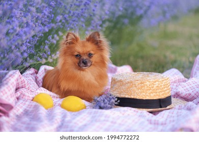 Laying Pomeranian Spitz At Lavender Garden Background