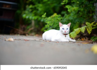 Laying White Cat With Blue Eye And Collar Bell