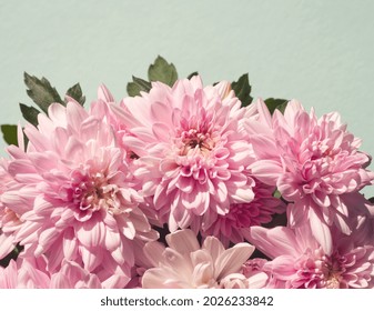 Layout Of Pink Chrysanthemum On Mint Background.  Natural Floral Pattern. Close Up Of Pink Flowers.  Pink Aesthetic. Floral Concept. Lay Out, Frame, Card, Copy Space For Text. Pink Daisy Flowers.