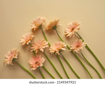 Layout of pink gerbera flower on beige background in a row. Minimalist floral concept. Pink daisy flowers bouquet. Valentines day romantic background. Pastel color aesthetic. Layout, card, copy space.