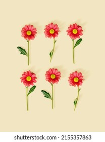 Layout With Red Flower On Beige Background, Nature Design Minimal Pattern. Summer Flowery Card, Flatlay Style. Chrysanthemum Daisy Blooming Flower On Green Stem And Leaf, Top View Flowers Composition