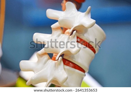 The layout of several vertebrae.