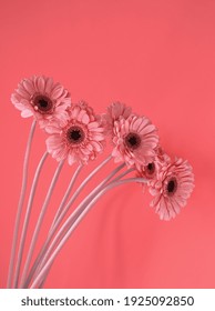 Layout Or Template Of Bunch Of Pink Gerbera Flowers (daisy Flowers) On  Pink Coral Background. Minimal Aesthetic Floral Concept. Card Design With Copy Space For Text. Monochrome Pink Colors.