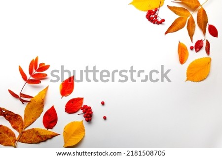 Layout of yellow autumn leaves on a white background,thematic background with autumn mood, rowan leaves and berries on the sides copy space in the center