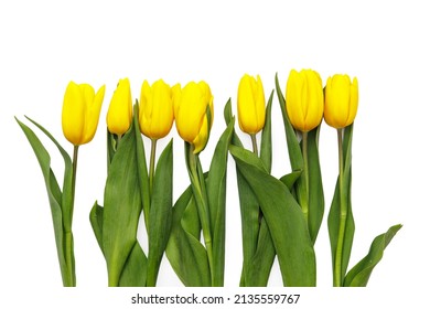 Layout Of Yellow Tulips On A White Background