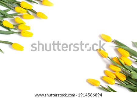 layout of yellow tulips on a white background