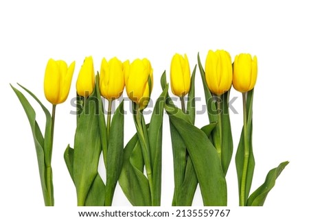 layout of yellow tulips on a white background