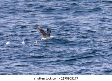 Laysan Albatross Flying Over The Pacific Ocean