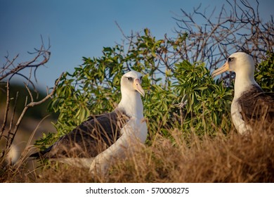 Laysan ALbatross In Hawaii. Two Sea Birds In Their Nest Among Grass