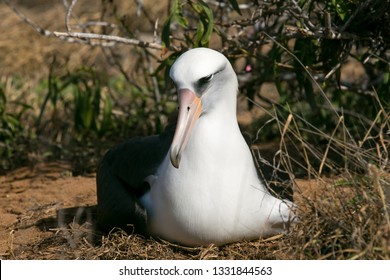 Laysan Albatross At Kaena Point, Oahu, Hawaii.