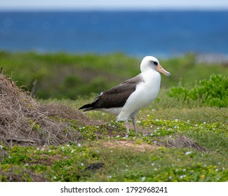 Laysan Albatross At Kaena Point, Oahu, Hawaii