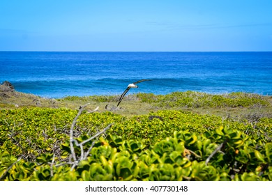 Laysan Albatross At Kaena Point, Oahu