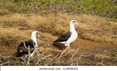 Layson Albatross Oahu Hawaii