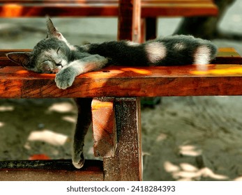 Lazy Afternoon: Catnap in Sunlight