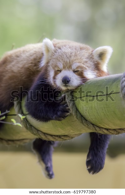 Lazy Animal Red Panda Sleeping Cute Stock Photo Edit Now 619797380