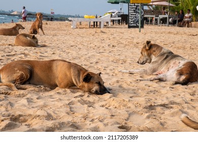 5,125 Dog sleep on sand Images, Stock Photos & Vectors | Shutterstock