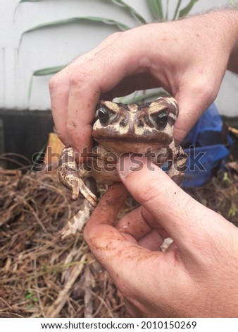 Lazy big belly Frog, BRAZIL (July 18, 2021) Rhinella Diptych