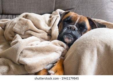 Lazy Boxer Dog Sleeping On Monday Morning