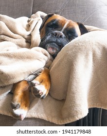 Lazy Boxer Dog Sleeping On Monday Morning