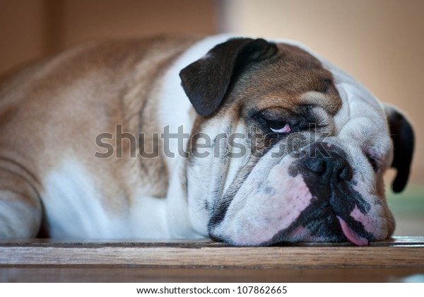 Bulldog Cute Lazy Sleeping Dog Art Langarmshirt