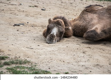 114 Lazy camel Images, Stock Photos & Vectors | Shutterstock