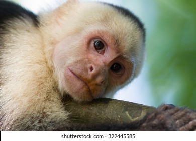 Lazy Capuchin Monkey Portrait