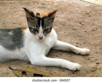 Lazy Cat