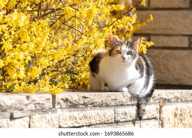 lazy cat basks in the spring sun on a wall in the garden