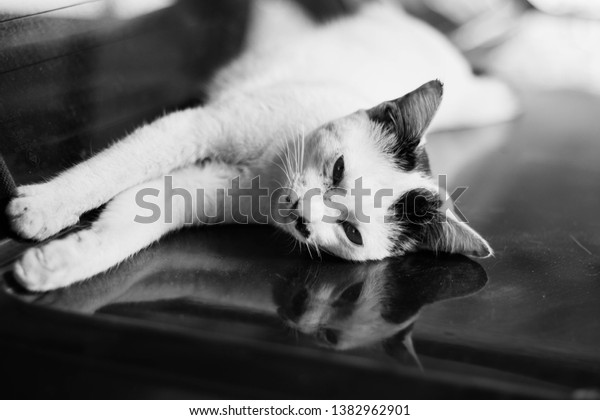 Lazy cat, black and\
white