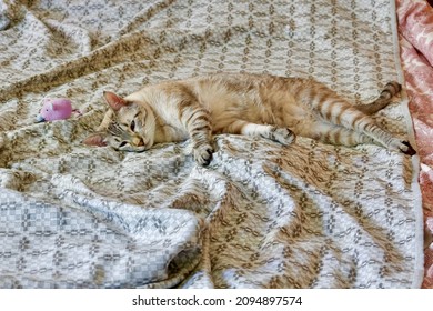 Lazy Cat Laying Down On Top Of The Blanket With Tired Face Indoors. Kitten Portrait Relaxing Inside, Striped Feline Showing Funny Emotions. Grey Cat On The Bed.