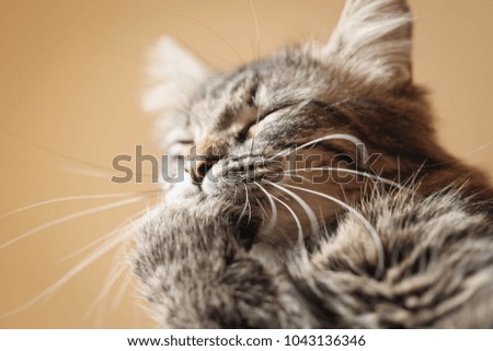 Similar – Image, Stock Photo Grey hangover lying on a board