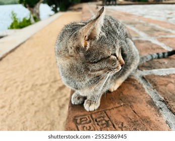 A lazy cat lounges outdoors, sprawled in the sun on soft grass. Its eyes half-close as it stretches, basking in warmth. Gentle breezes rustle nearby leaves, creating a serene, peaceful scene. - Powered by Shutterstock