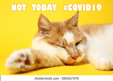 lazy cat with not today #covid19 text