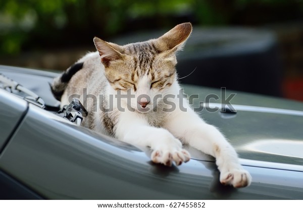 Lazy Cat on the\
car