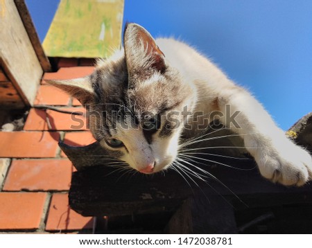 A lazy cat on the roof of a house.